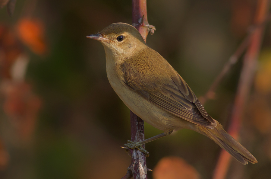 Saz Kamışçını