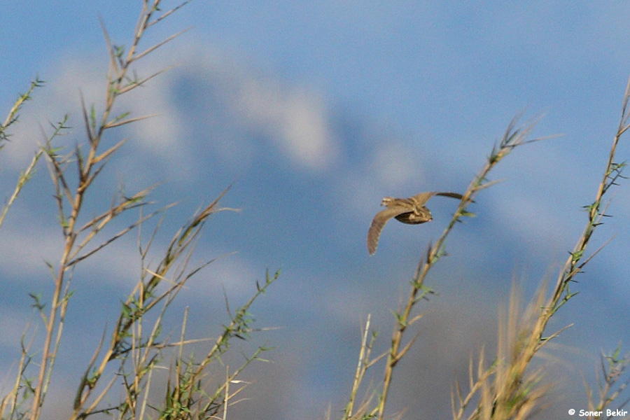 Common Quail