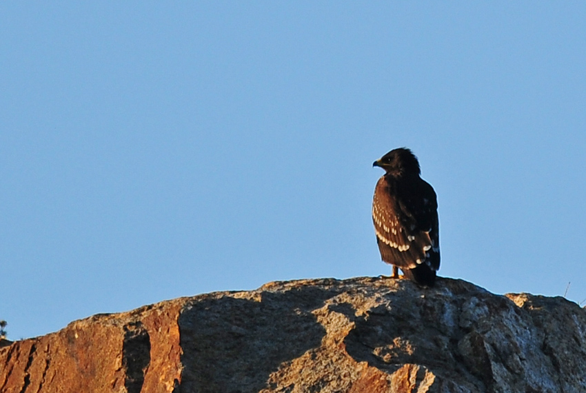 Greater Spotted Eagle