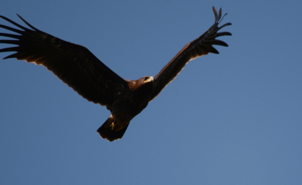 Greater Spotted Eagle