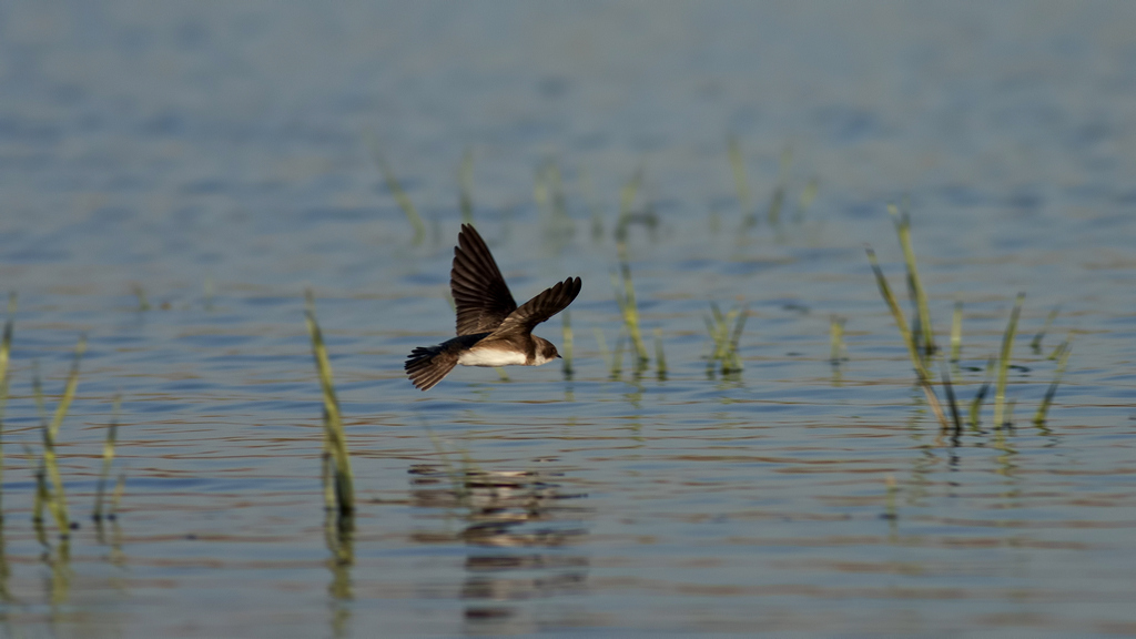 Kum Kırlangıcı