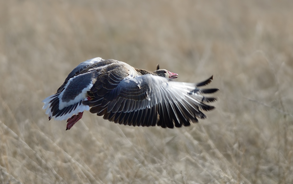 Greylag Goose