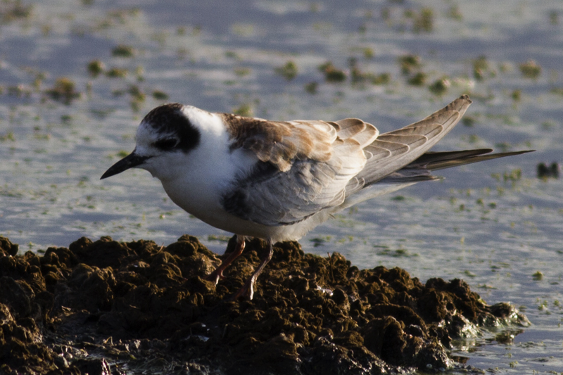 White-winged Tern