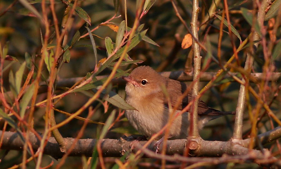Garden Warbler