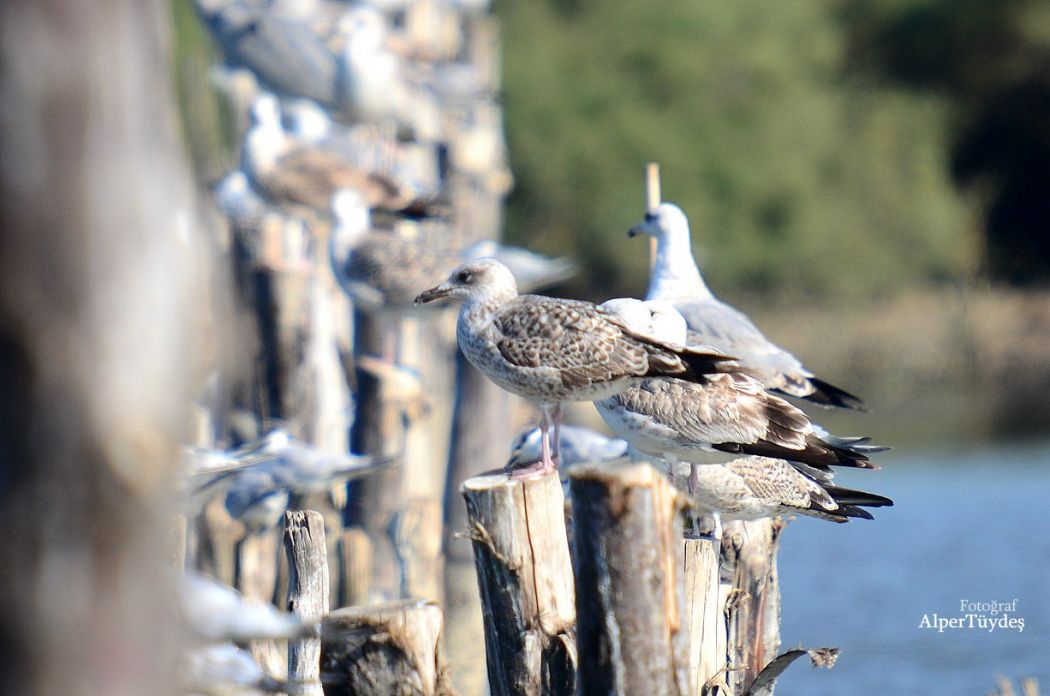 Yellow-legged Gull