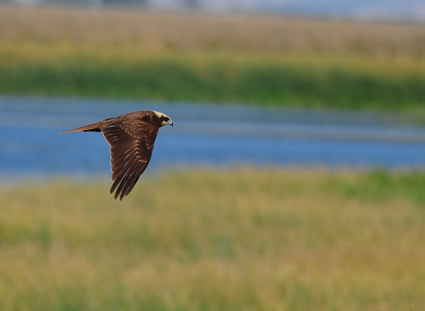 Western Marsh Harrier