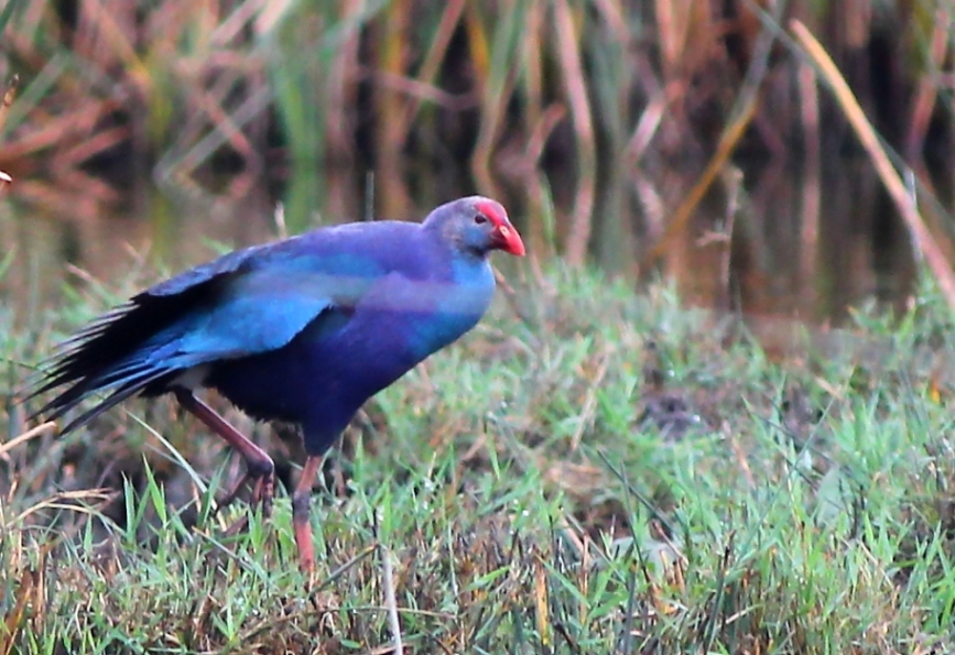 Grey-headed Swamphen