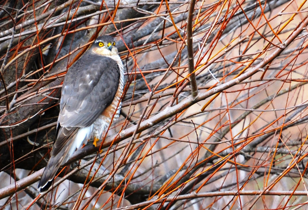 Eurasian Sparrowhawk