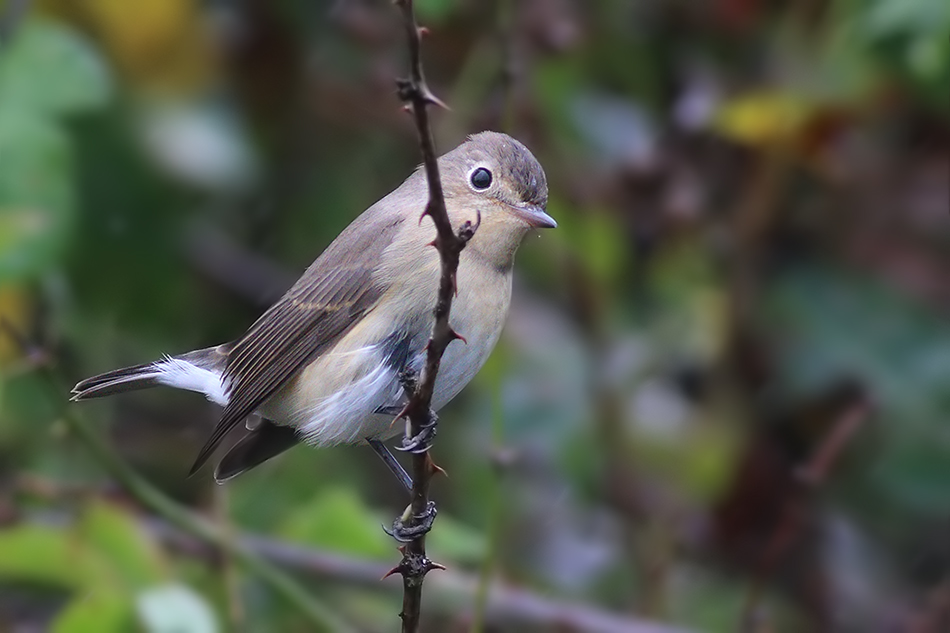 Red-breasted Flycatcher
