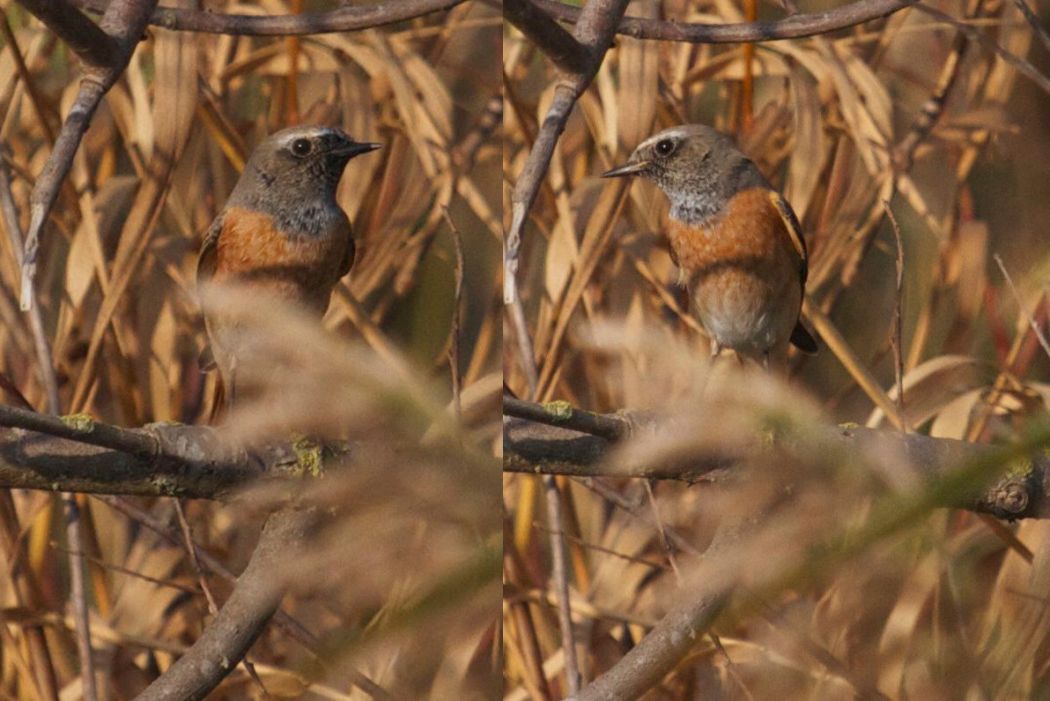 Common Redstart