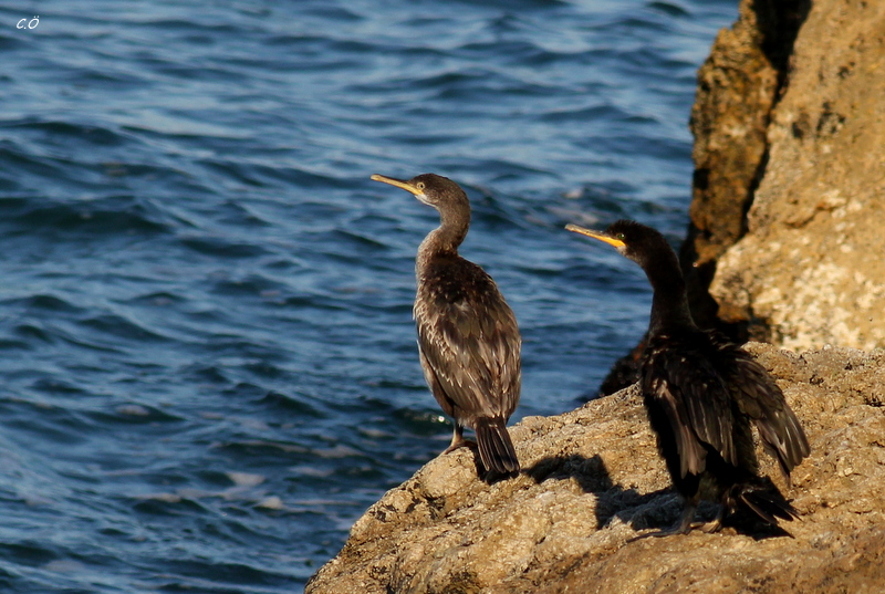 European Shag