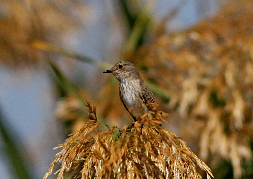 Spotted Flycatcher