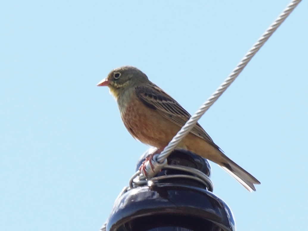Ortolan Bunting