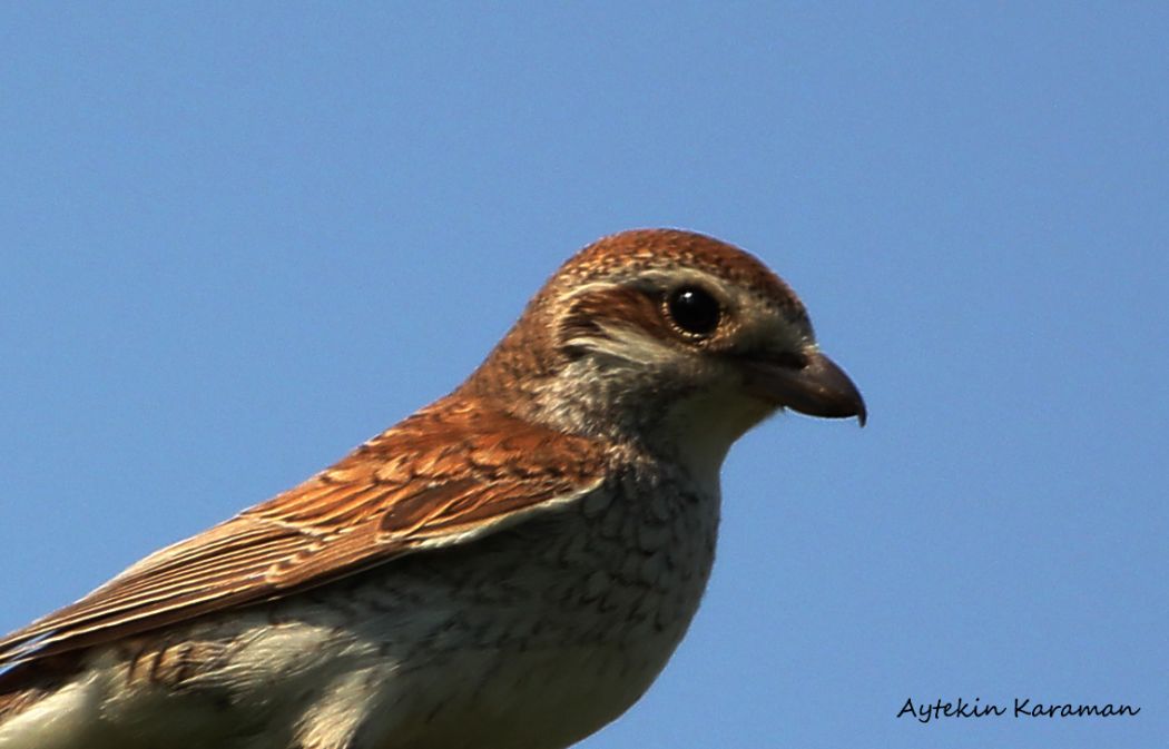 Red-backed Shrike