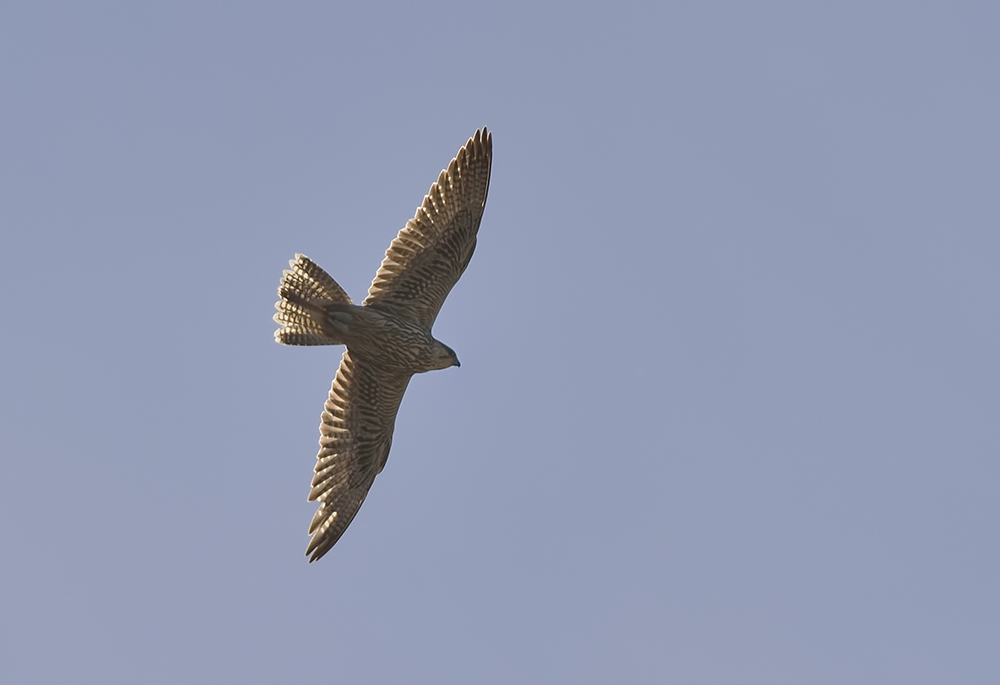 Saker Falcon