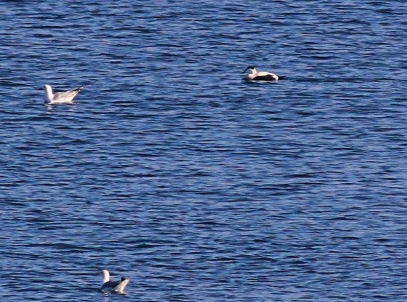 Common Eider