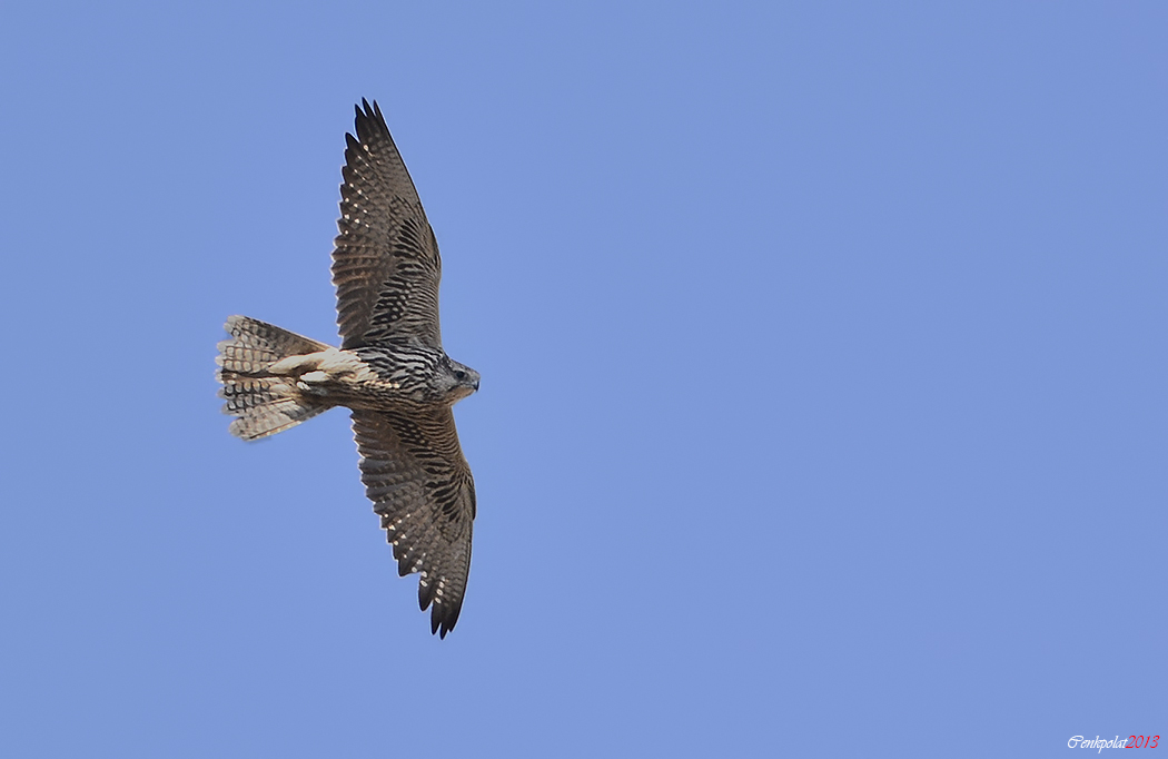 Saker Falcon