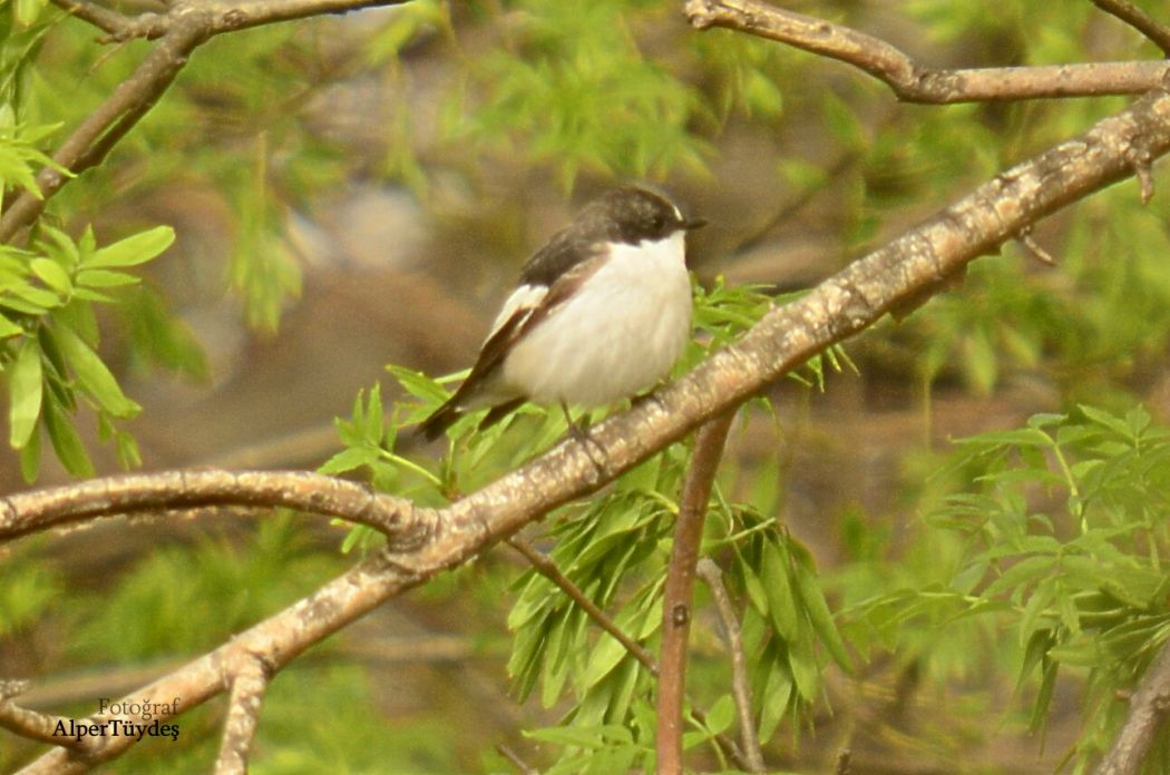 European Pied Flycatcher