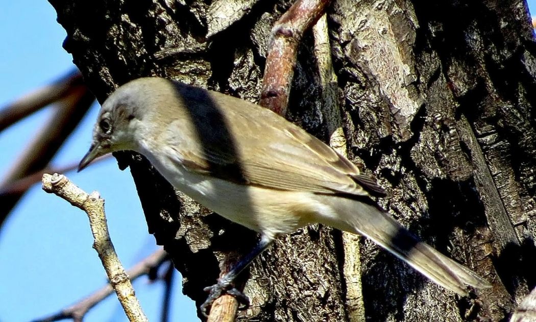 Eastern Orphean Warbler
