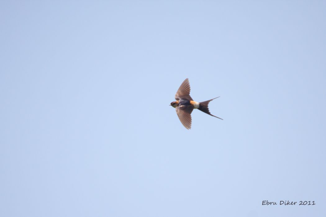 Kızıl Kırlangıç