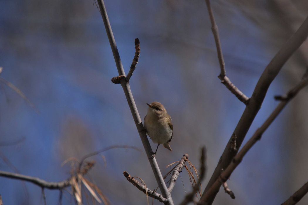 Mountain Chiffchaff