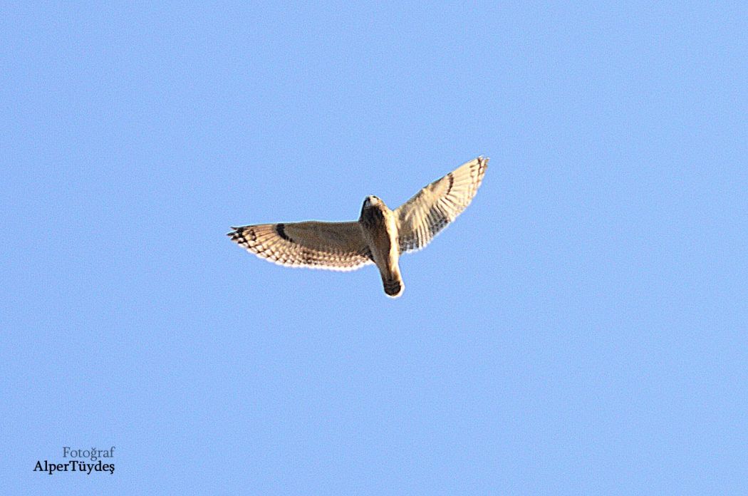 Kır Baykuşu