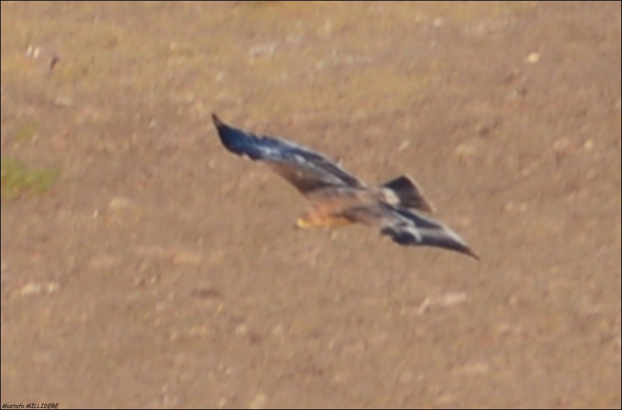 Bozkır Kartalı