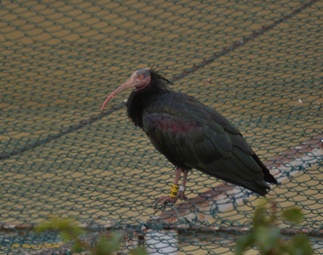 Northern Bald Ibis
