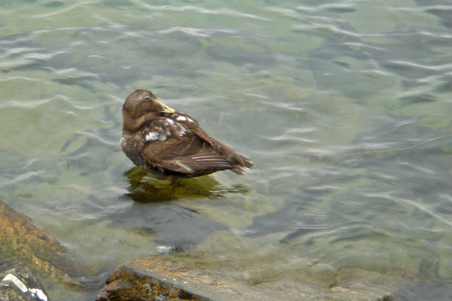 Common Eider