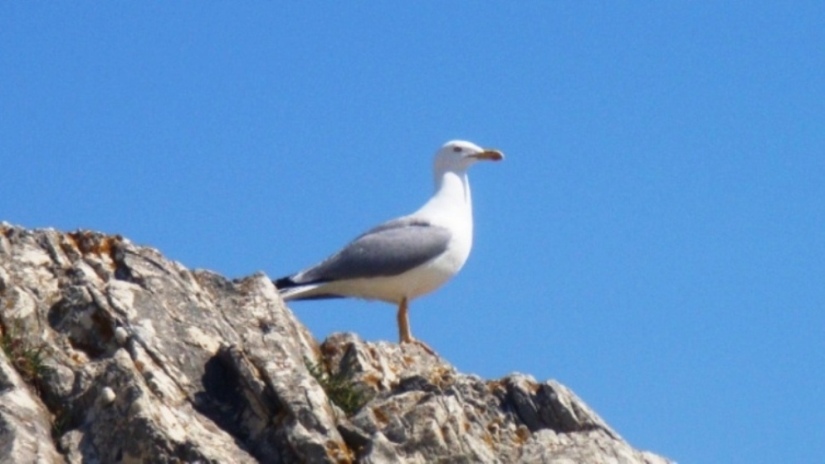 Gümüş Martı