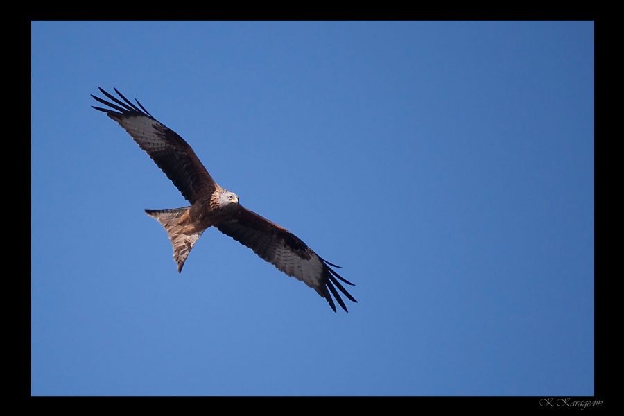 Red Kite