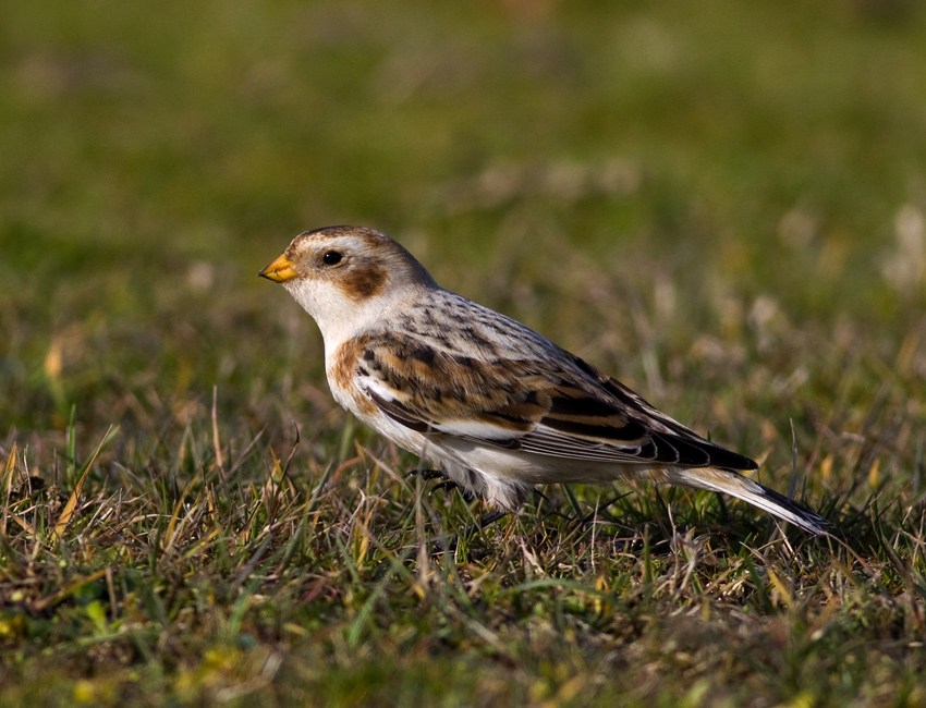 Snow Bunting