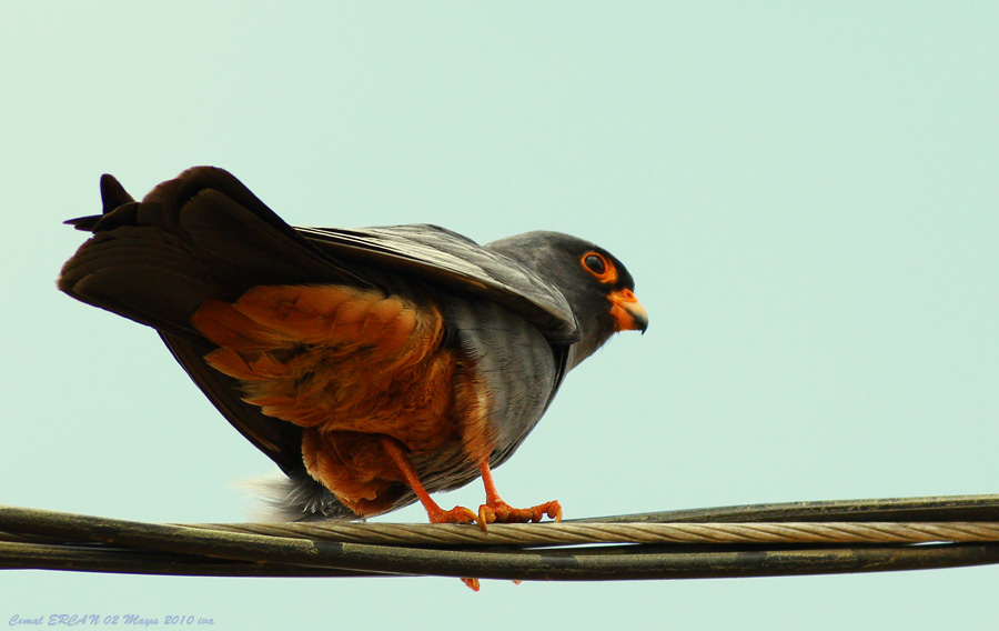 Ala Doğan
