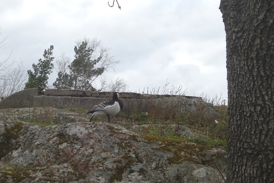 Barnacle Goose