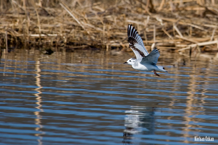Little Gull