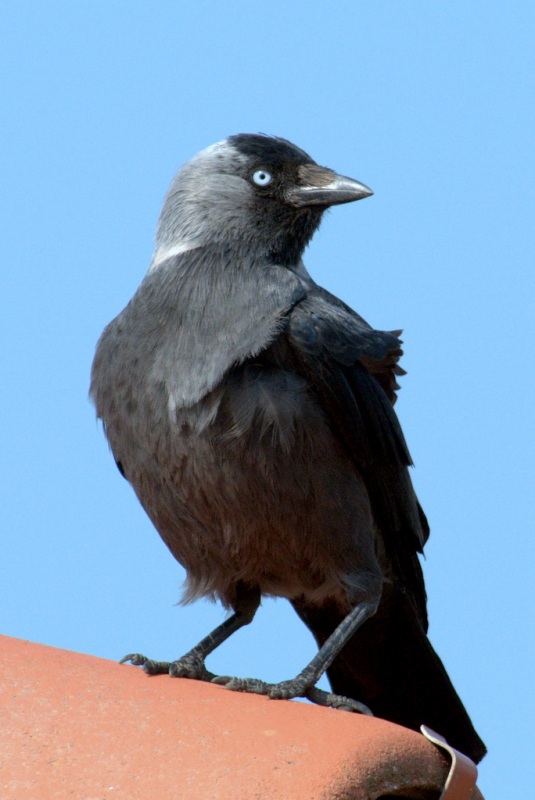 Küçük Karga