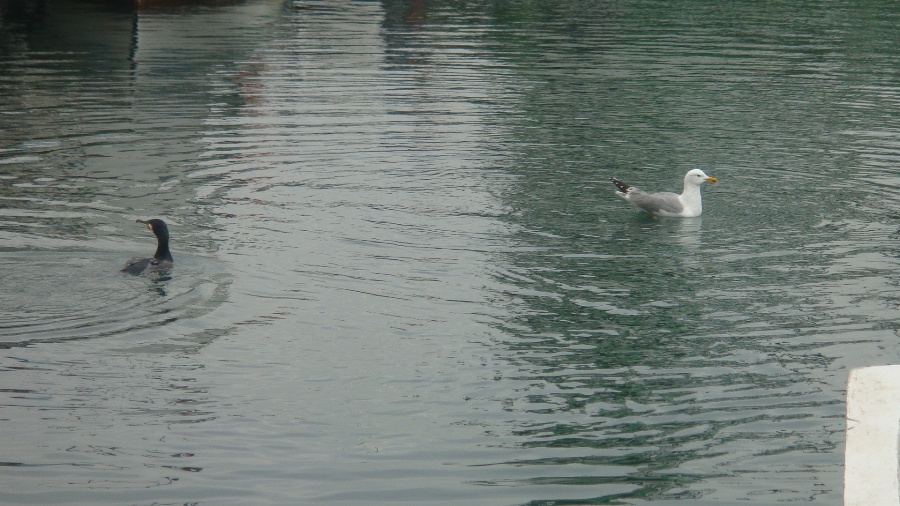 Gümüş Martı