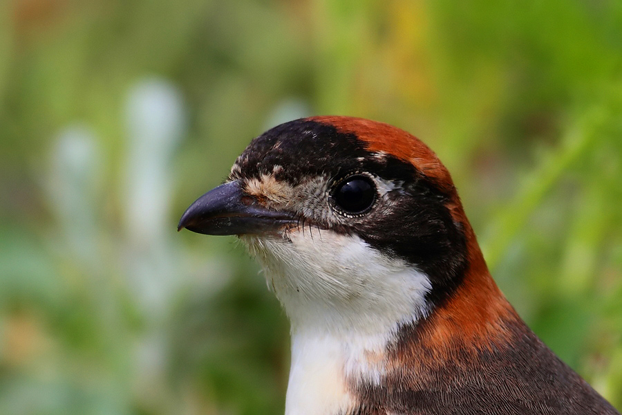 Kızılbaşlı Örümcekkuşu