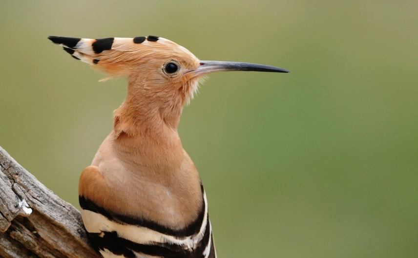 Common Hoopoe