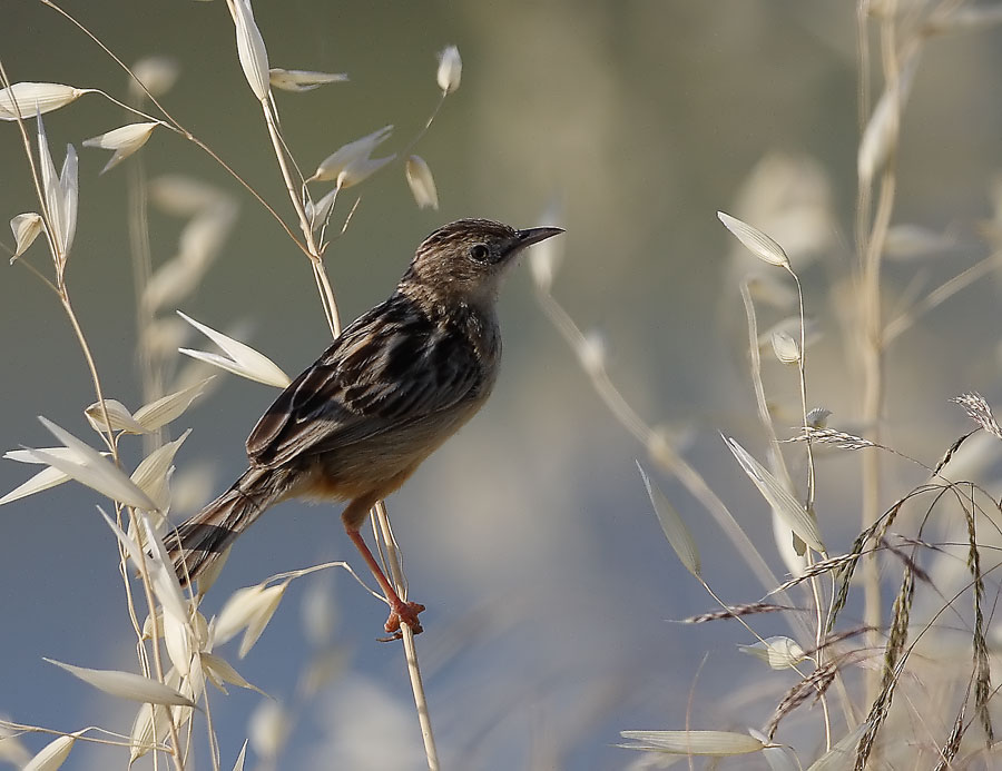 Zitting Cisticola