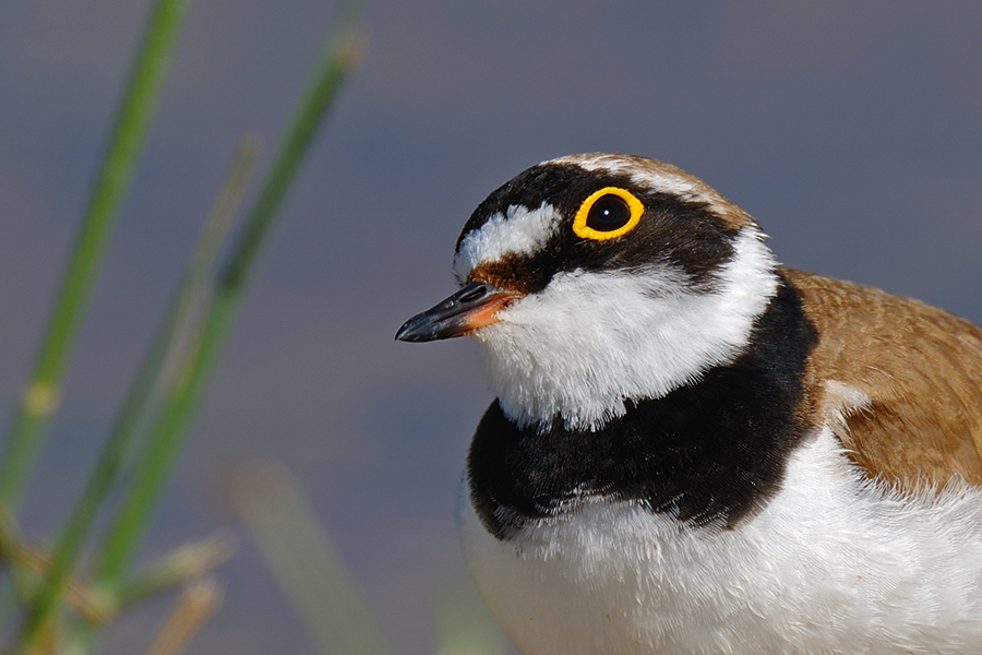 Little Ringed Plover