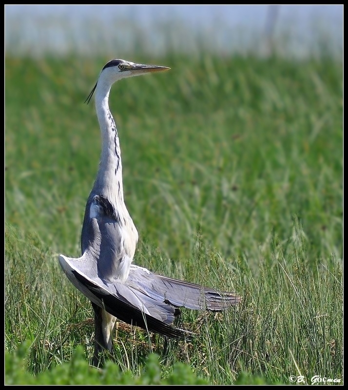 Grey Heron