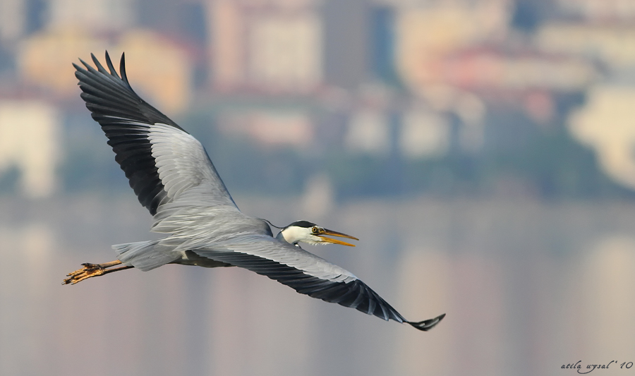 Grey Heron