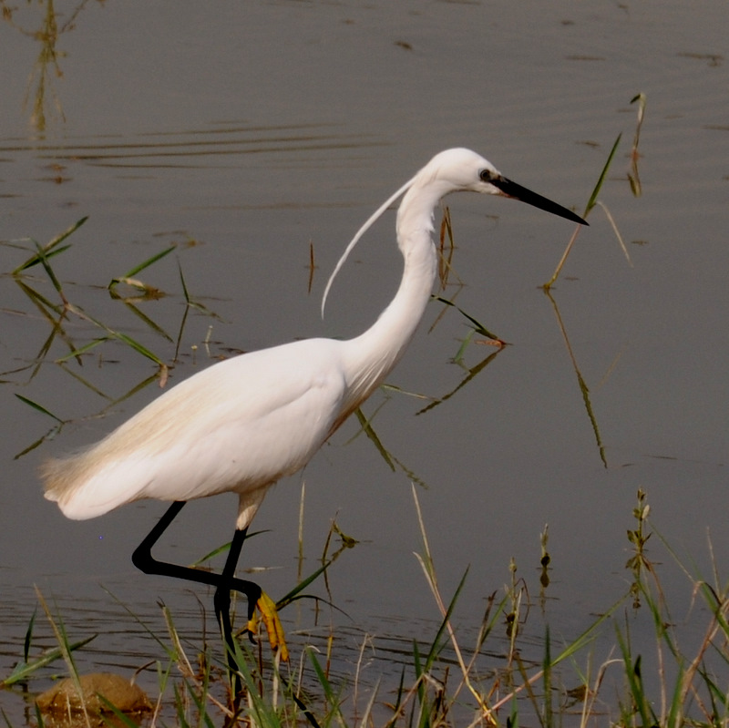 Little Egret