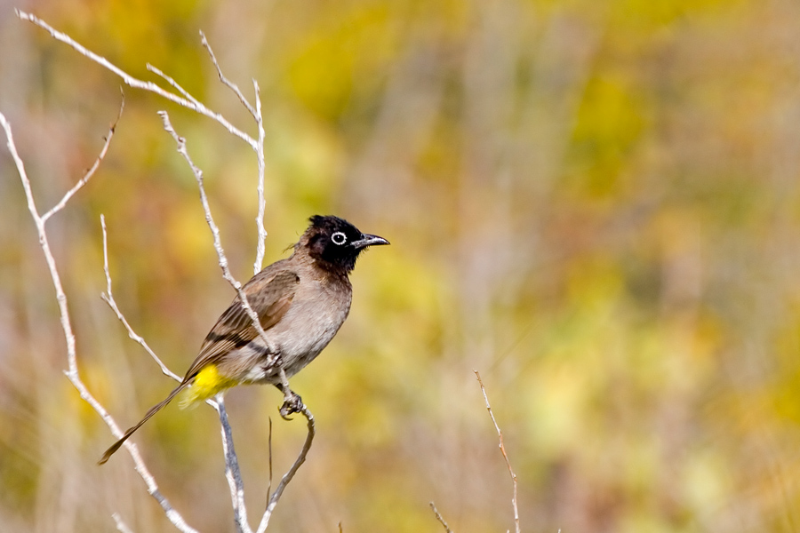 White-spectacled Bulbul