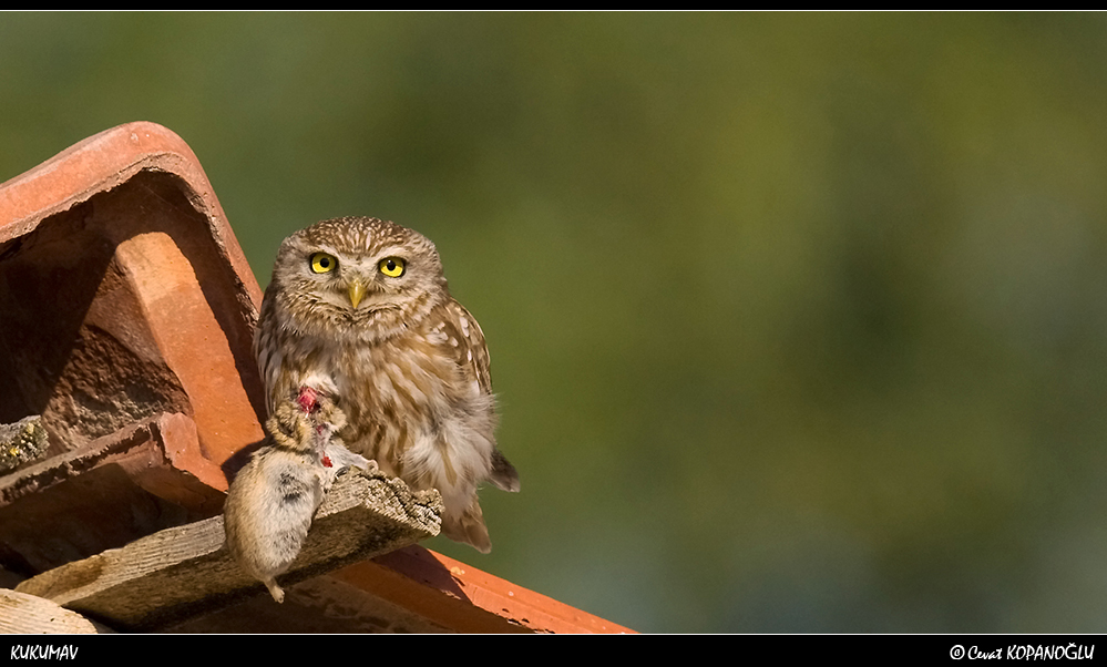 Little Owl