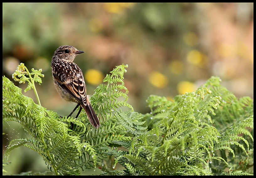 European Stonechat