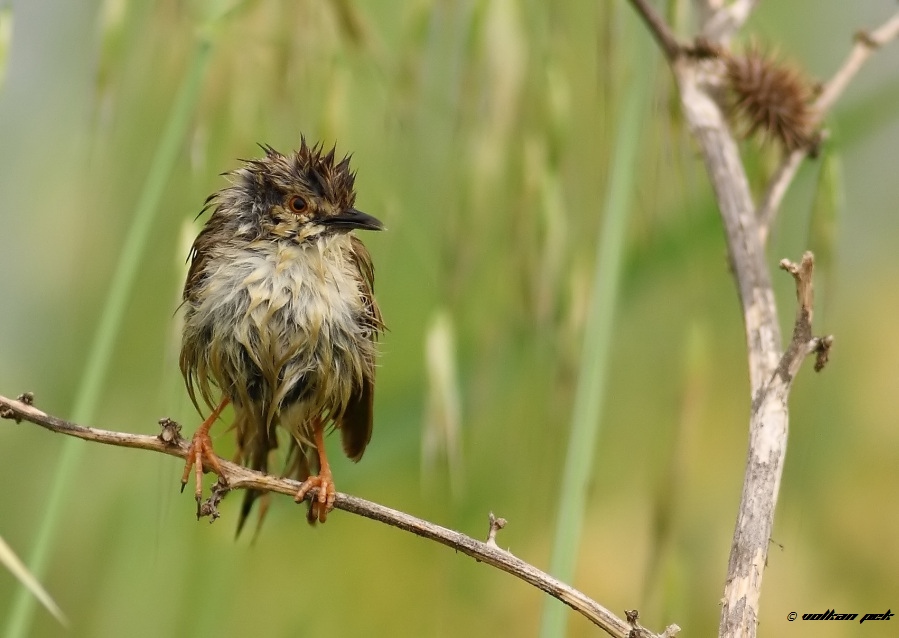 Delicate prinia