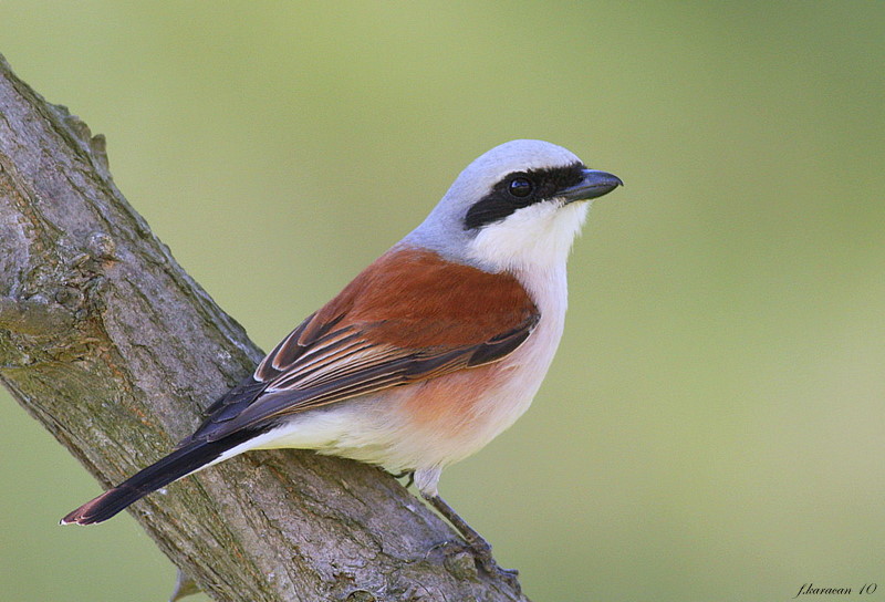 Red-backed Shrike