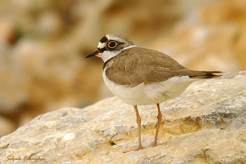 Little Ringed Plover